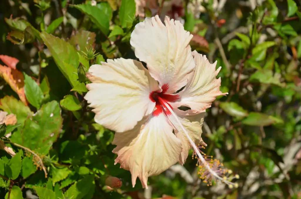 unsplash_v20W1D5DwKE_sandal hibiscus.jpg.jpg.jpg.jpg.jpg.jpg.jpg.jpg.jpg.webp