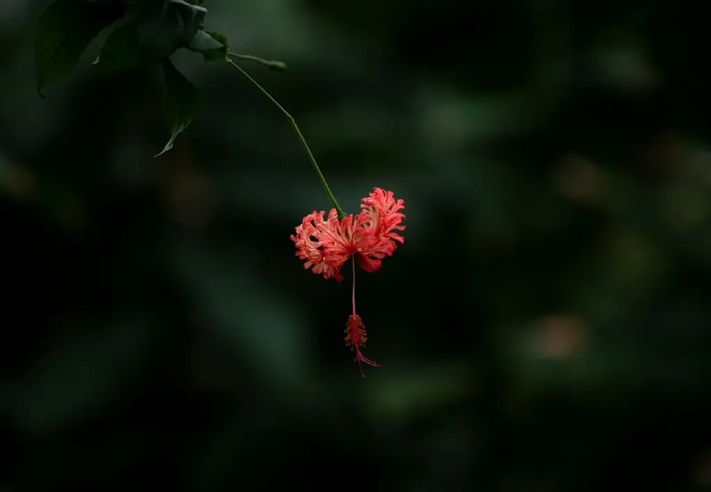 Hibiscus (Red Spider Hibiscus | Japanese Lantern)