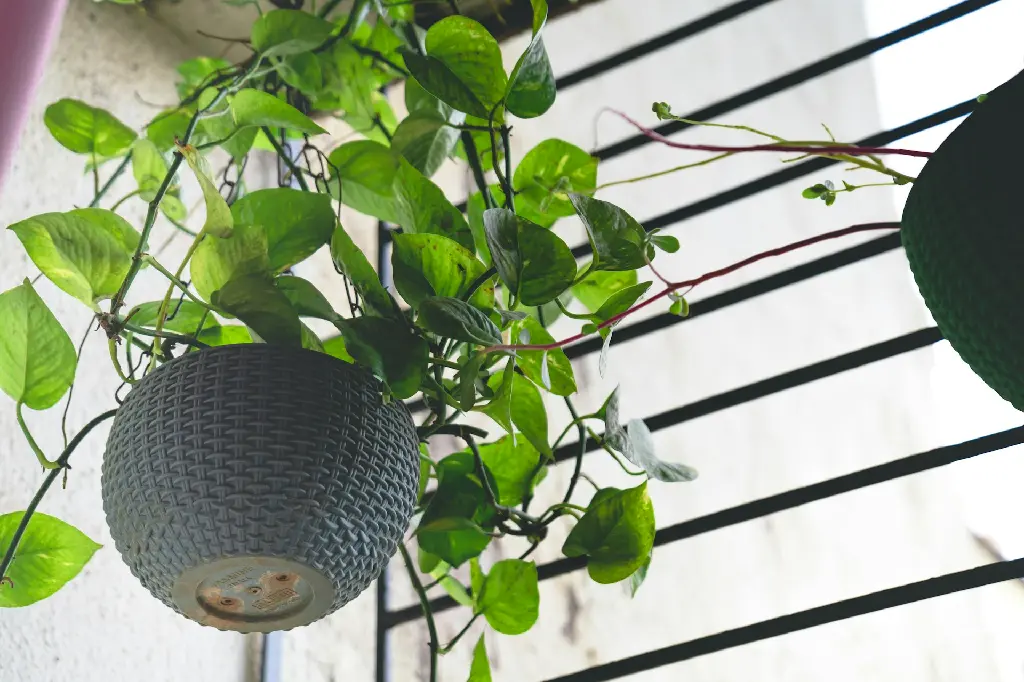 unsplash_9hfSqabj6Wc_Money Plant.jpg.jpg.jpg.webp