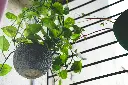 unsplash_9hfSqabj6Wc_Money Plant.jpg.jpg.jpg.webp