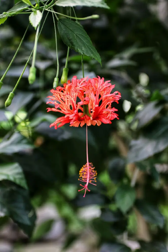 unsplash_2_PdajJ8QuI_spider hibiscus.jpg.jpg.jpg.jpg.webp