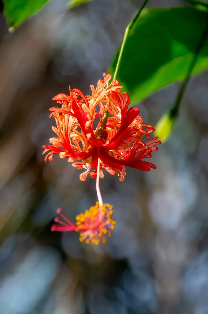 unsplash_Bn9-5u2Rt1Y_spider hibiscus.jpg.jpg.jpg.jpg.jpg.jpg.webp