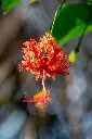 unsplash_Bn9-5u2Rt1Y_spider hibiscus.jpg.jpg.jpg.jpg.jpg.jpg.webp