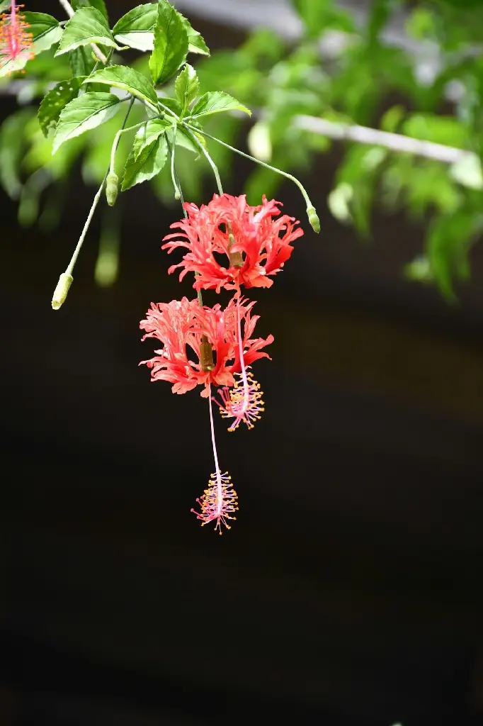 unsplash_f5t9Z2U5eEE_spider hibiscus.jpg.jpg.jpg.jpg.jpg.jpg.jpg.jpg.webp