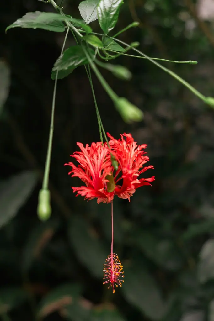 unsplash_Z6FDZtRU24o_spider hibiscus.jpg.jpg.jpg.jpg.jpg.jpg.jpg.jpg.jpg.webp