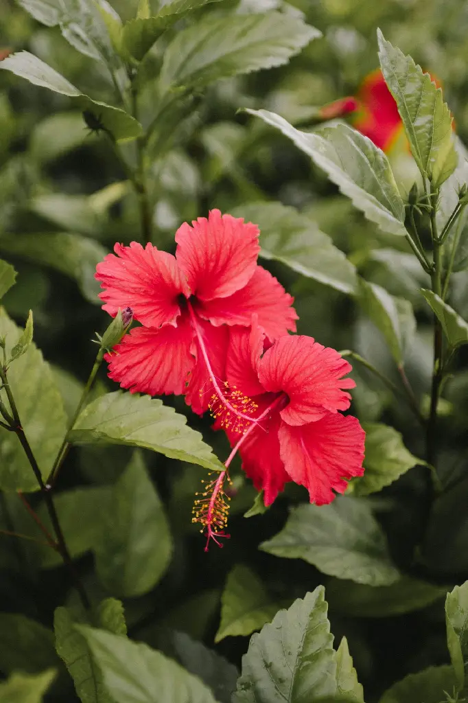 unsplash_5WBpOUgZc3k_small hibiscus.webp