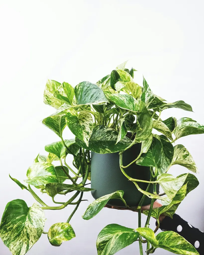 unsplash_IZz3sboy1g8_Money Plant.jpg.jpg.webp