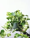 unsplash_IZz3sboy1g8_Money Plant.jpg.jpg.webp
