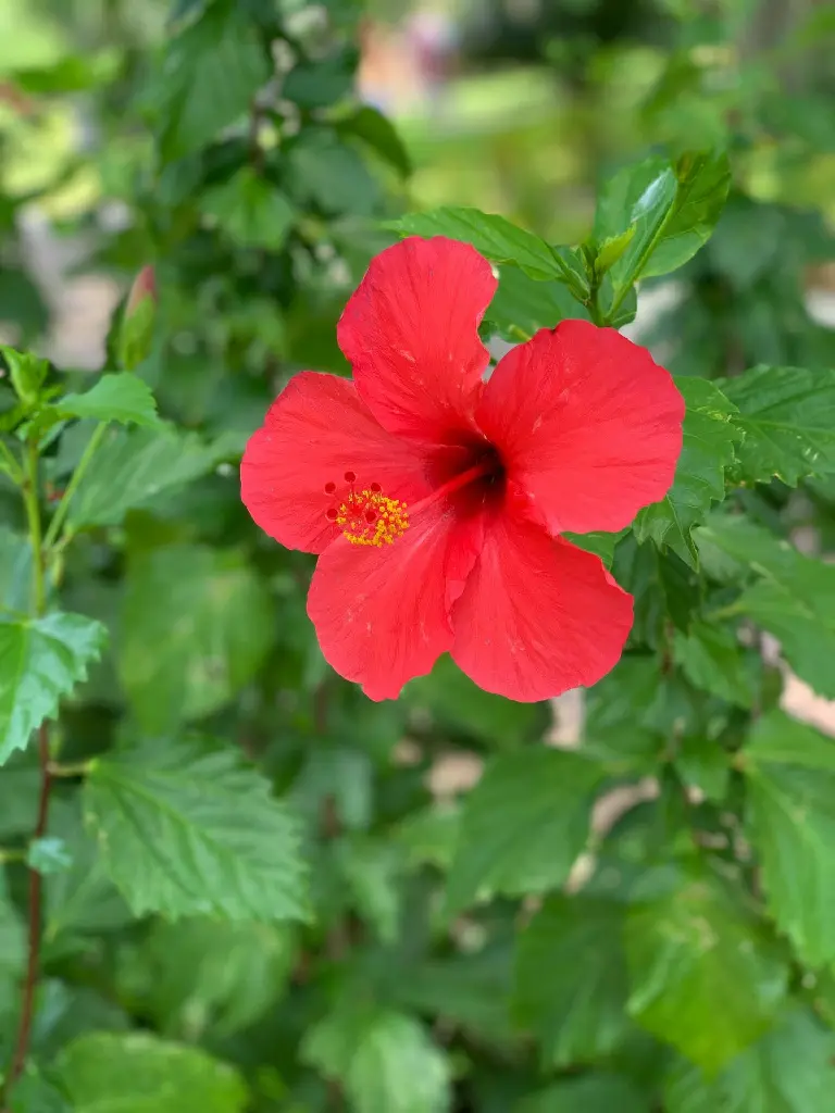 Hibiscus (Red Small Size Flower)