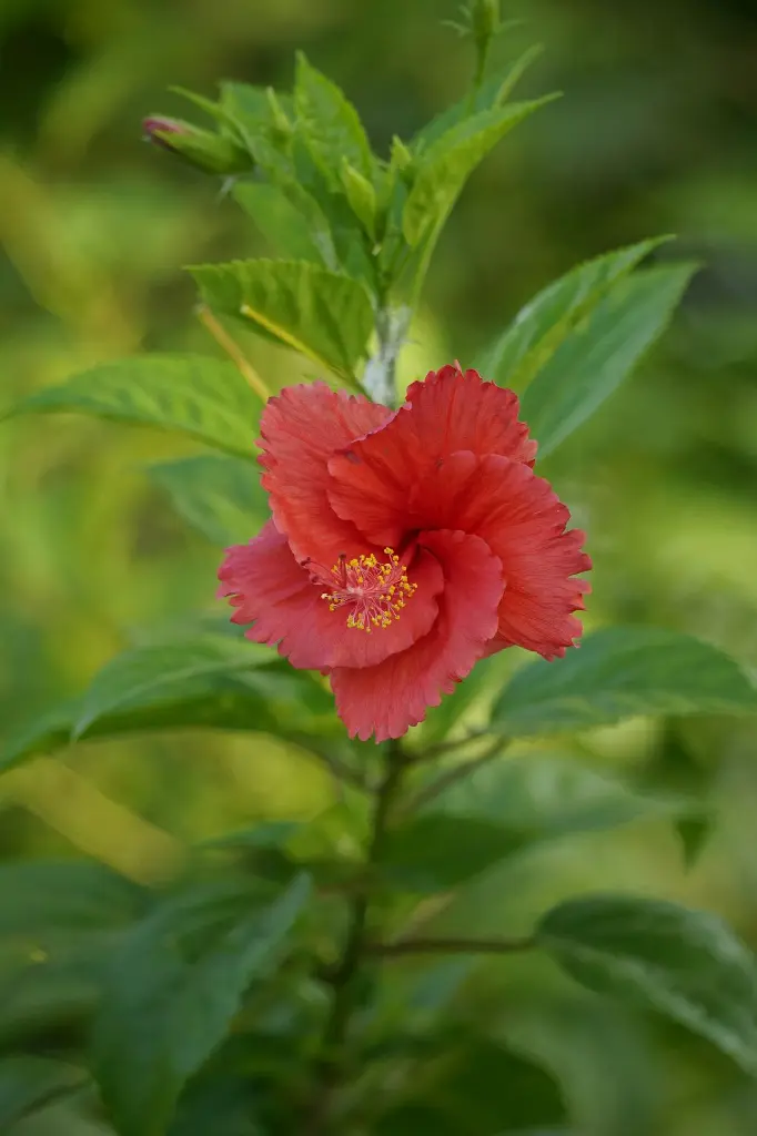 unsplash_ffXhT45IYUA_small hibiscus.jpg.jpg.jpg.webp