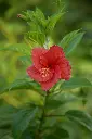 unsplash_ffXhT45IYUA_small hibiscus.jpg.jpg.jpg.webp