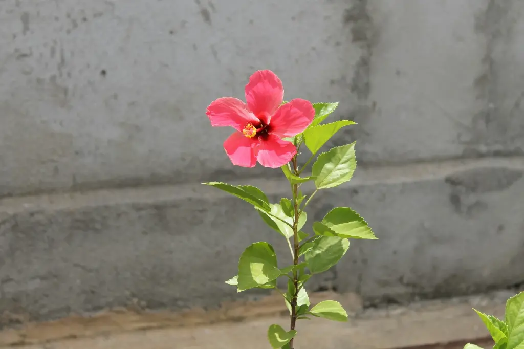 unsplash_gRRraZY7tns_small hibiscus.jpg.jpg.jpg.jpg.webp
