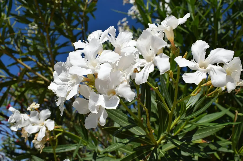 Oleander | Nerium (White Colour)