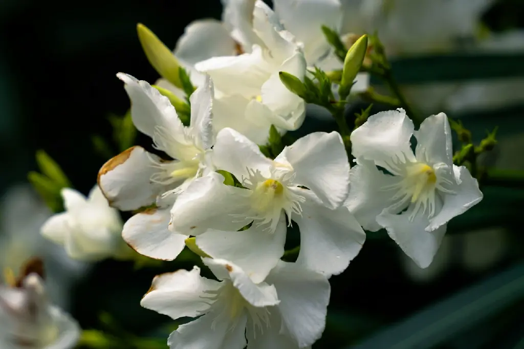 unsplash_wg_e45Hjl0g_oleander white.jpg.jpg.webp
