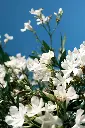 unsplash_bzANgqQKTQY_oleander white.jpg.jpg.jpg.webp