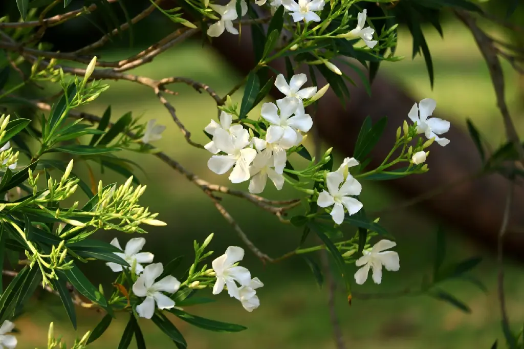 unsplash_Scf0aupJNOI_oleander white.jpg.jpg.jpg.jpg.webp