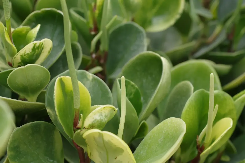 unsplash_7EuXZfEzCvE_Peperomia Obtusifolia.webp