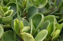 unsplash_7EuXZfEzCvE_Peperomia Obtusifolia.webp