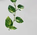 unsplash_6Yl5kbXkZ2U_Money Plant.jpg.webp
