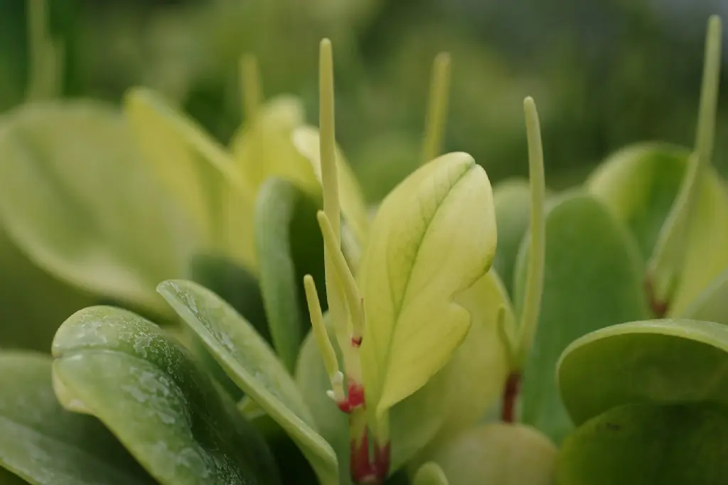 unsplash_eAcT_h7eGW4_Peperomia Obtusifolia.jpg.webp