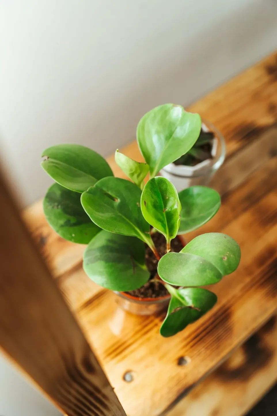 Peperomia Obtusifolia