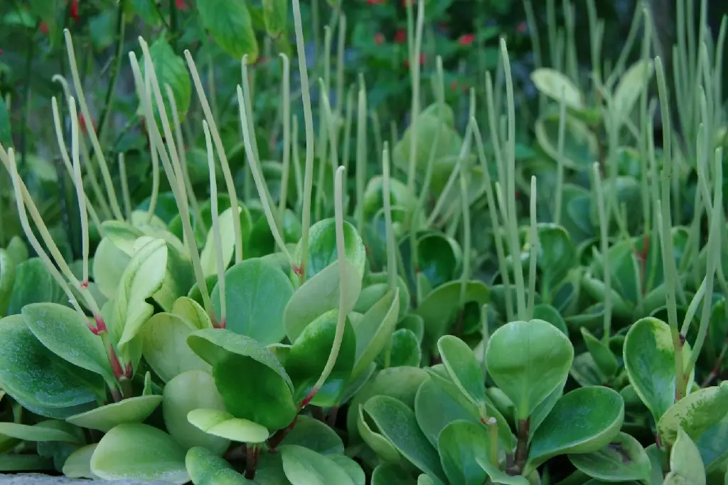 unsplash_X84eOqfPlz0_Peperomia Obtusifolia.jpg.jpg.jpg.jpg.webp