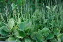 unsplash_X84eOqfPlz0_Peperomia Obtusifolia.jpg.jpg.jpg.jpg.webp