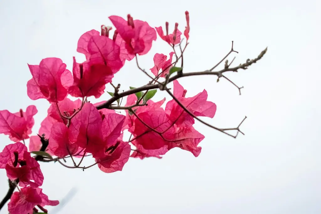 unsplash_ffSAb1WbGfM_Bougainvillea.webp