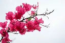 unsplash_ffSAb1WbGfM_Bougainvillea.webp
