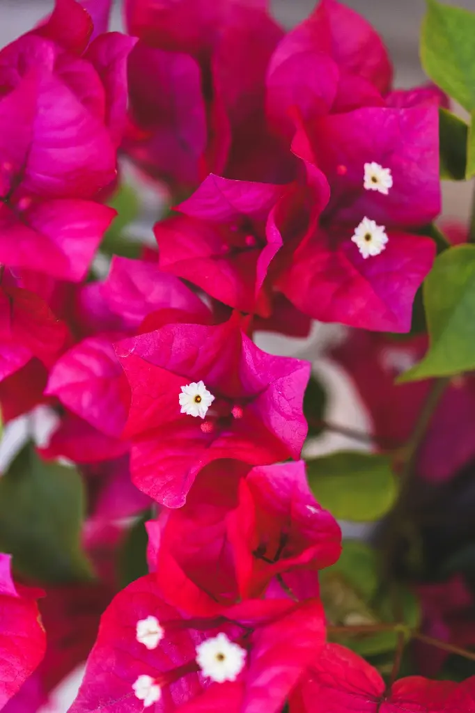 unsplash_UGCzCh4B5uI_Bougainvillea.jpg.webp