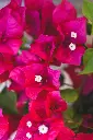 unsplash_UGCzCh4B5uI_Bougainvillea.jpg.webp