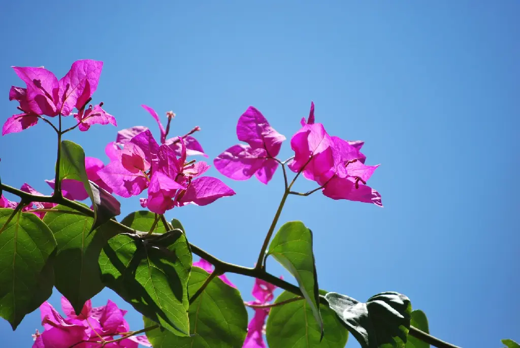 unsplash_INhrLJI04zs_Bougainvillea.jpg.jpg.webp