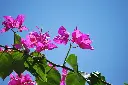 unsplash_INhrLJI04zs_Bougainvillea.jpg.jpg.webp
