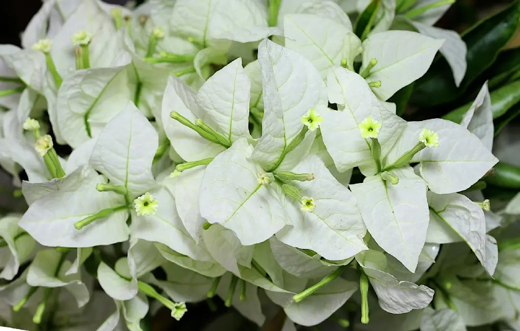 unsplash_f8DRa-iiA5U_Bougainvillea White.jpg.webp