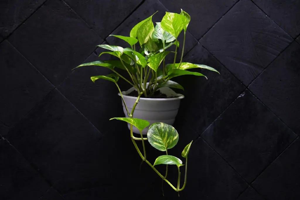 unsplash_quYZprY2ufA_Money Plant.webp