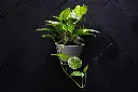 unsplash_quYZprY2ufA_Money Plant.webp