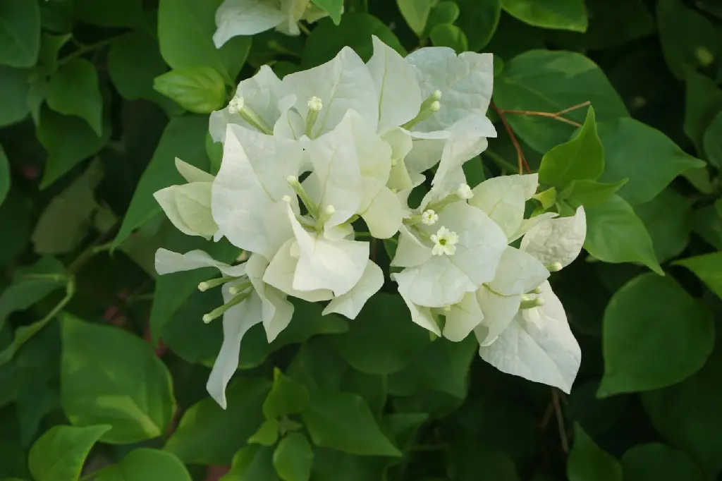 Bougainvillea (White)