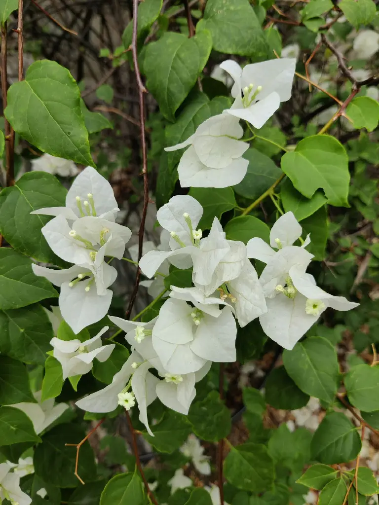 unsplash_UNcJzhkQ6EY_Bougainvillea White.jpg.jpg.jpg.webp
