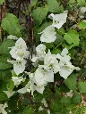 unsplash_UNcJzhkQ6EY_Bougainvillea White.jpg.jpg.jpg.webp