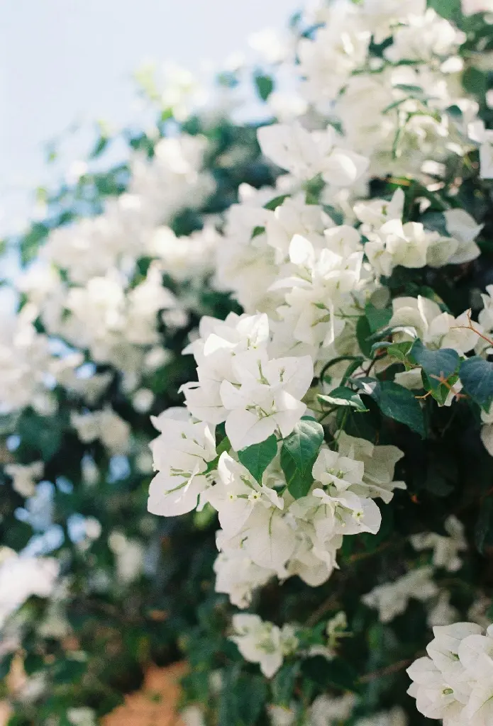 unsplash_Ue2_pwm8YhQ_Bougainvillea White.jpg.jpg.jpg.jpg.webp