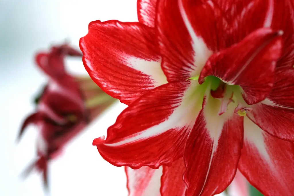 unsplash_uU9Tv9Vc4Y0_Amaryllis.jpg.jpg.webp