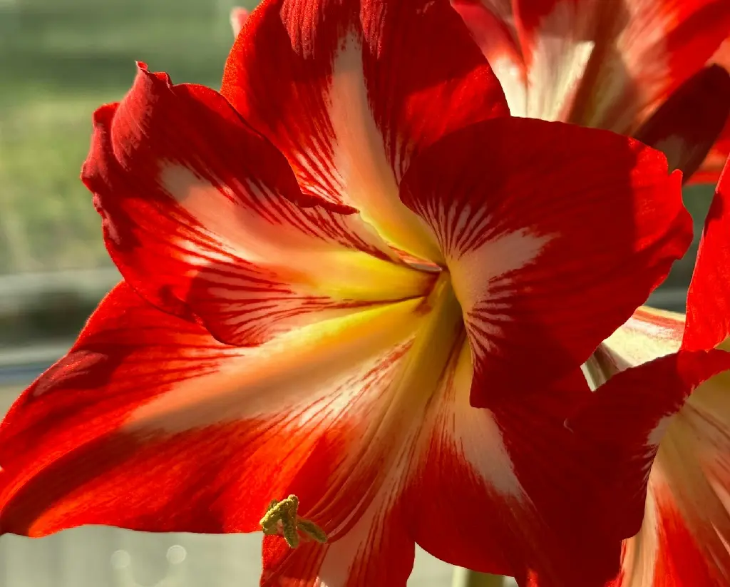unsplash_a0lCsBCCFr4_Amaryllis.jpg.jpg.jpg.webp