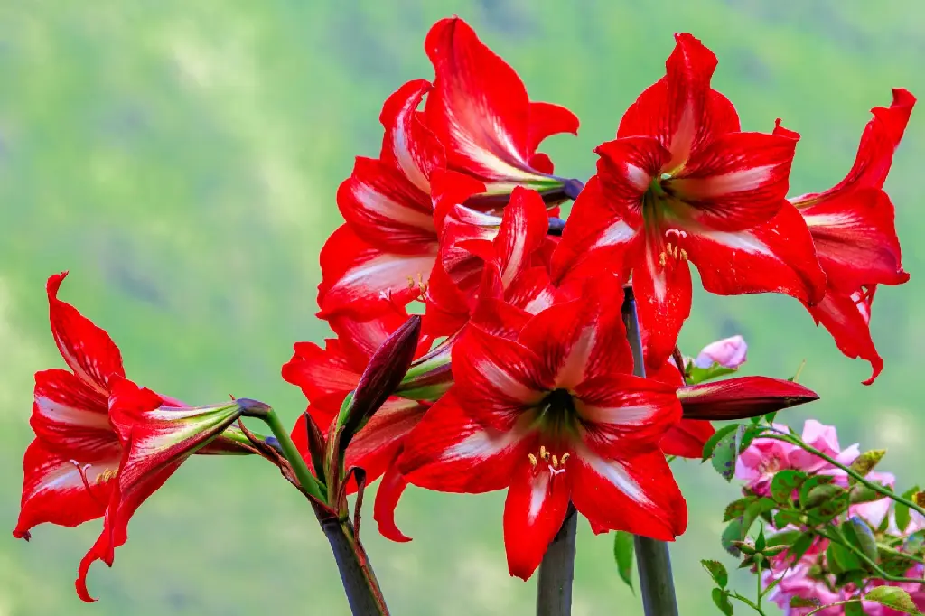 Amaryllis Lily (Red) (Set of 1)