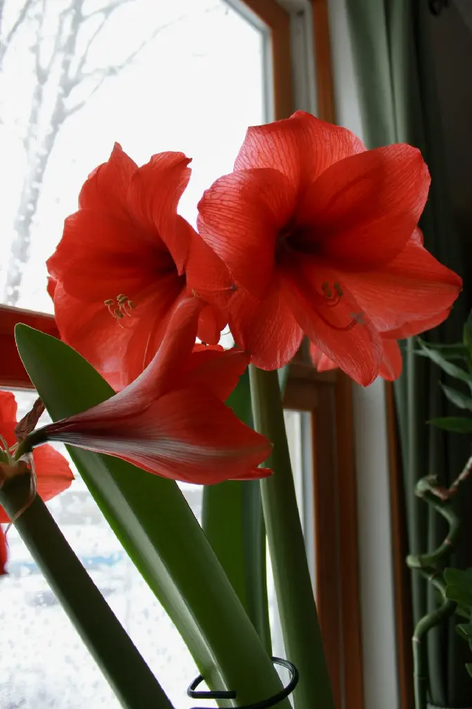 unsplash_P0GQiR8c39M_Amaryllis.jpg.jpg.jpg.jpg.jpg.webp
