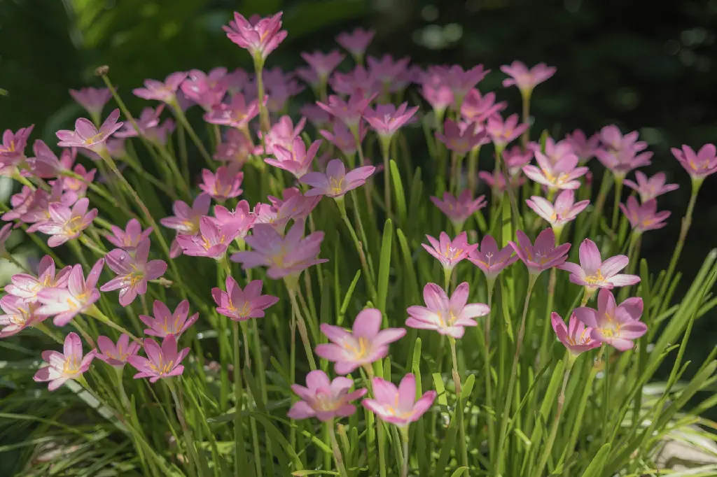 unsplash_jZwvDOAHNAY_Rain Lily.jpg.jpg.jpg.jpg.jpg.jpg.webp