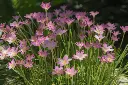 unsplash_jZwvDOAHNAY_Rain Lily.jpg.jpg.jpg.jpg.jpg.jpg.webp