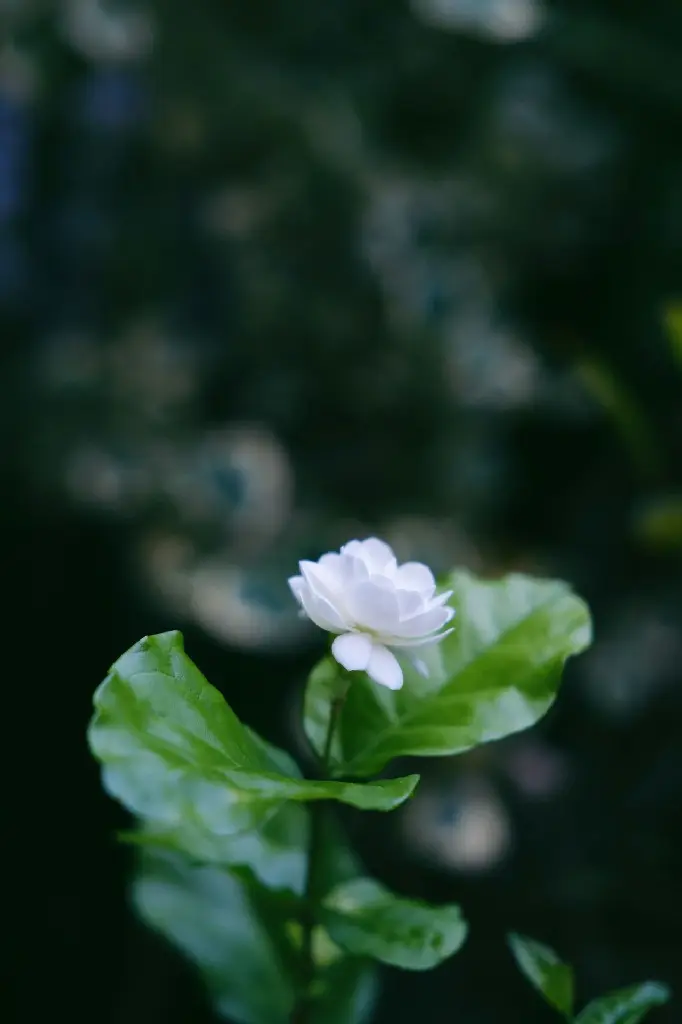 unsplash_mKJxfo6r8ws_jasmine.jpg.webp