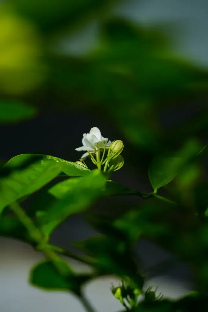 unsplash_zC5VePeaWhY_jasmine.jpg.jpg.webp