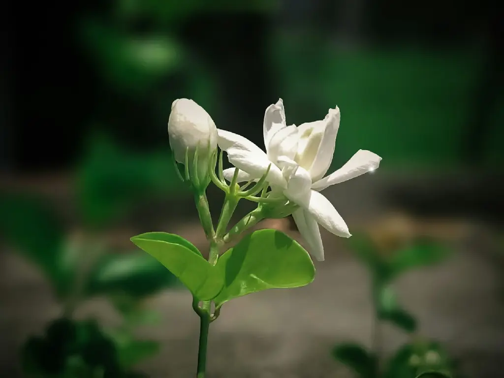 Jasmine (Mogra)