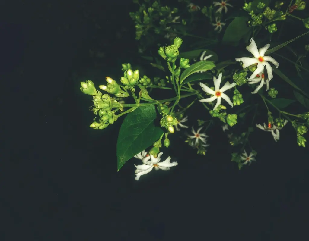 unsplash_REr7E1Ub8-8_jasmine.jpg.jpg.webp